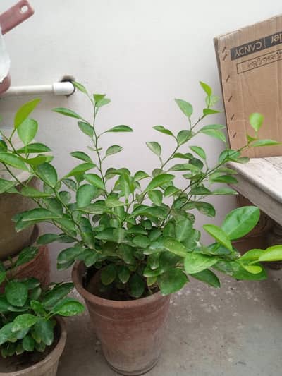 Healthy Lemon Tree for Sale