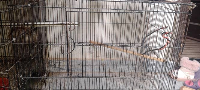 Love Bird And Dove for Sale