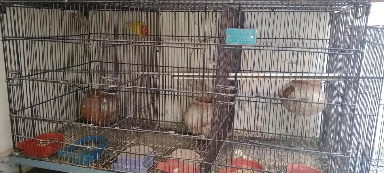 Love Bird And Dove for Sale — photo 2