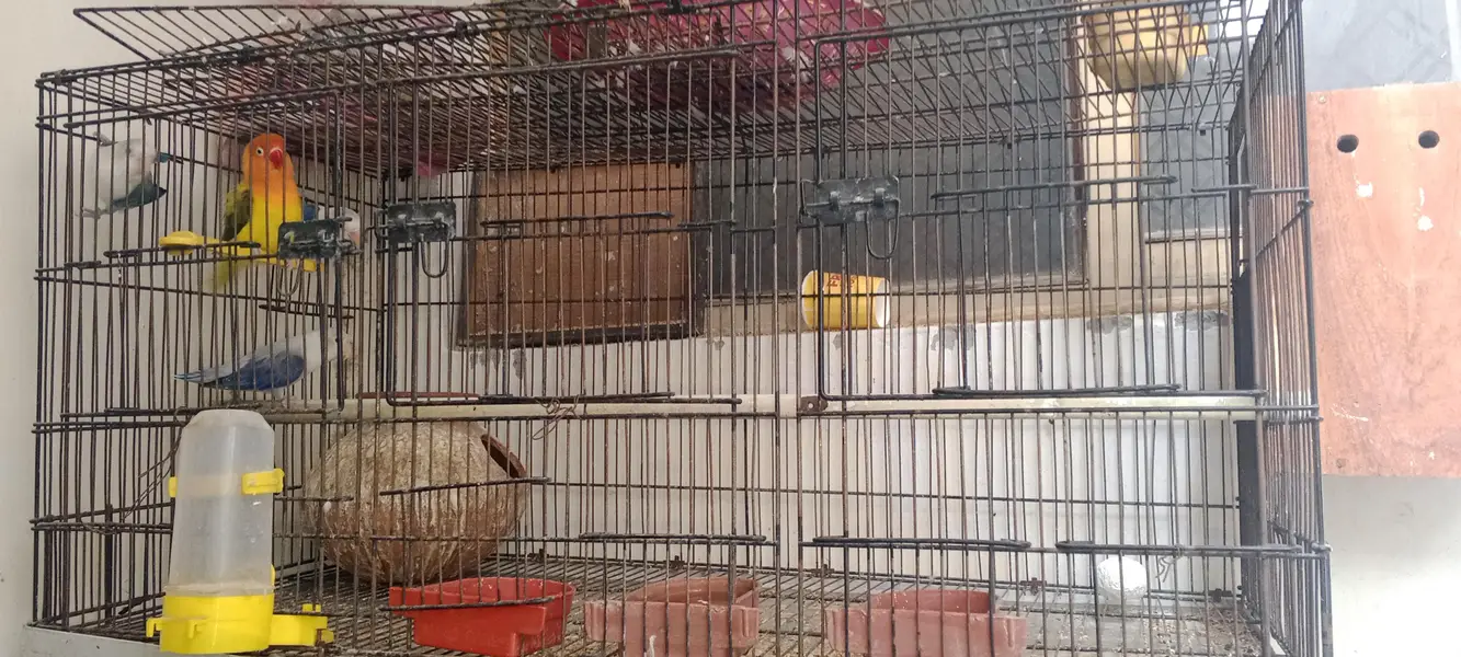 Love Bird And Dove for Sale — photo 3