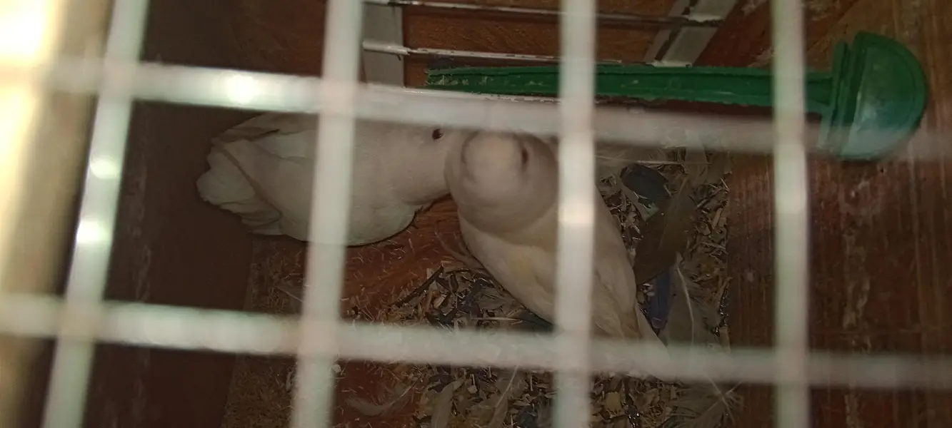 Love Bird And Dove for Sale — photo 4
