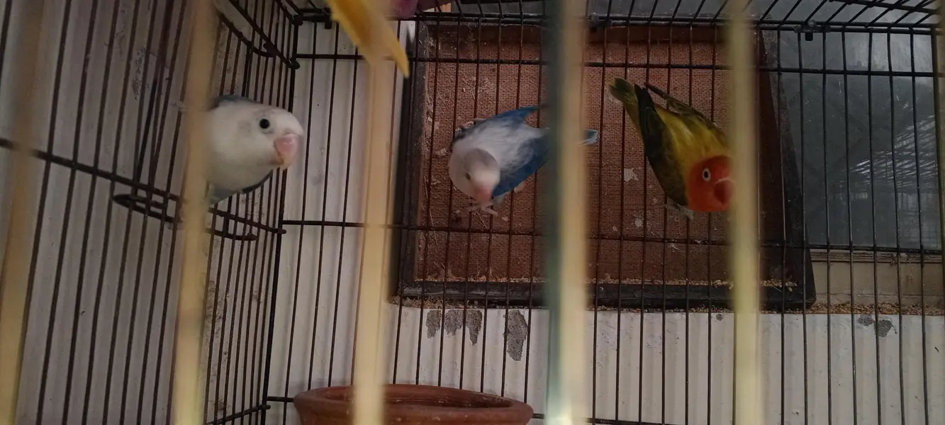 Love Bird And Dove for Sale — photo 6
