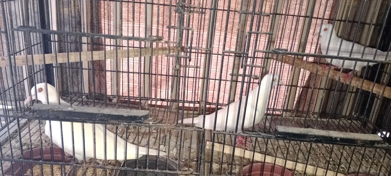 Love Bird And Dove for Sale — photo 8