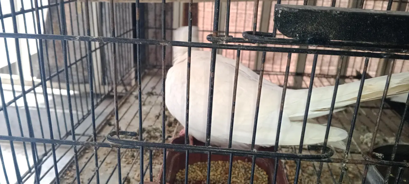 Love Bird And Dove for Sale — photo 9