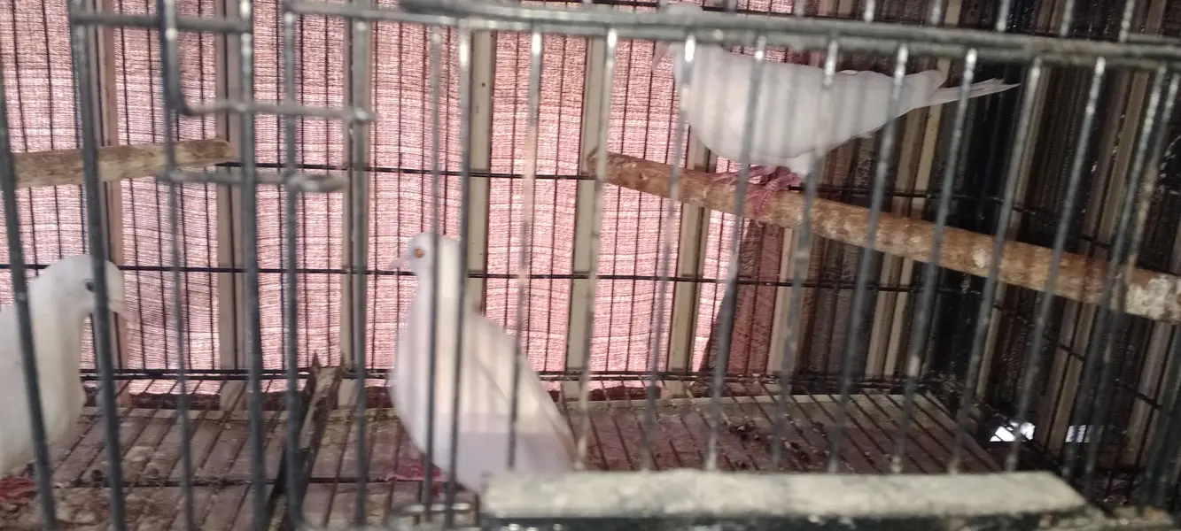 Love Bird And Dove for Sale — photo 10