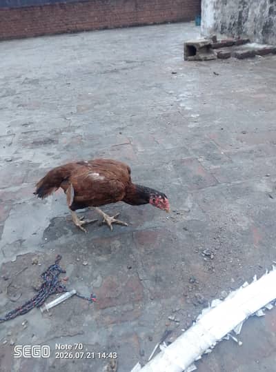 peeli aseel muegi