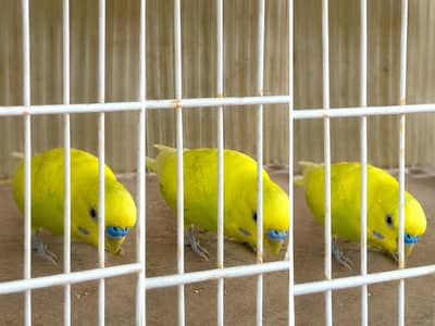 parrot  pair