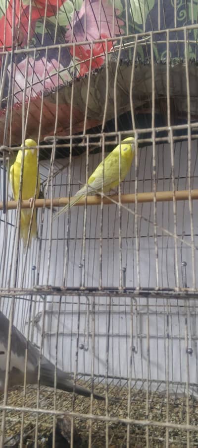 Austlian parrot