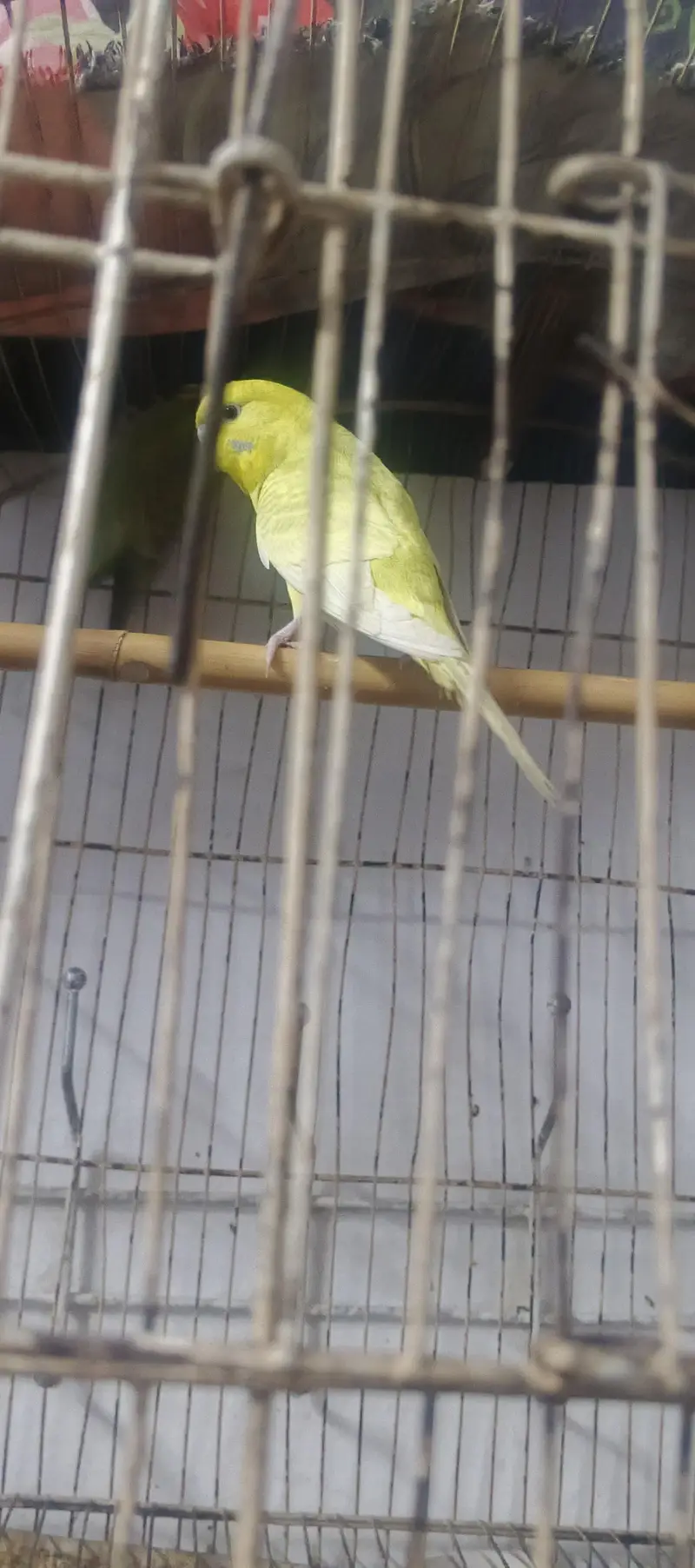 Austlian parrot/ 3 peice — photo 2