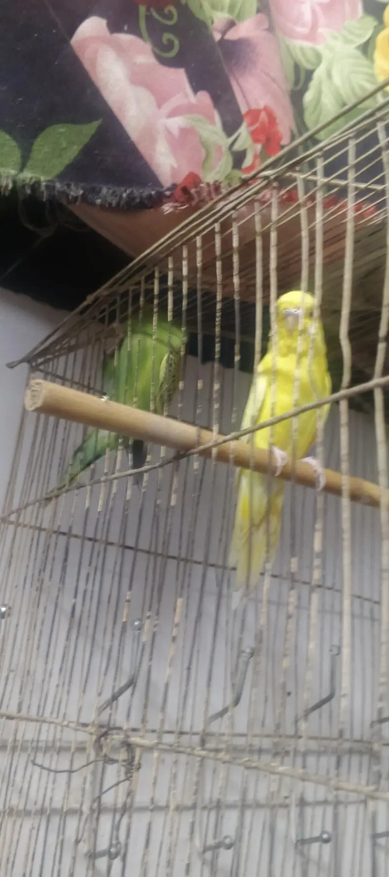 Austlian parrot/ 3 peice — photo 3