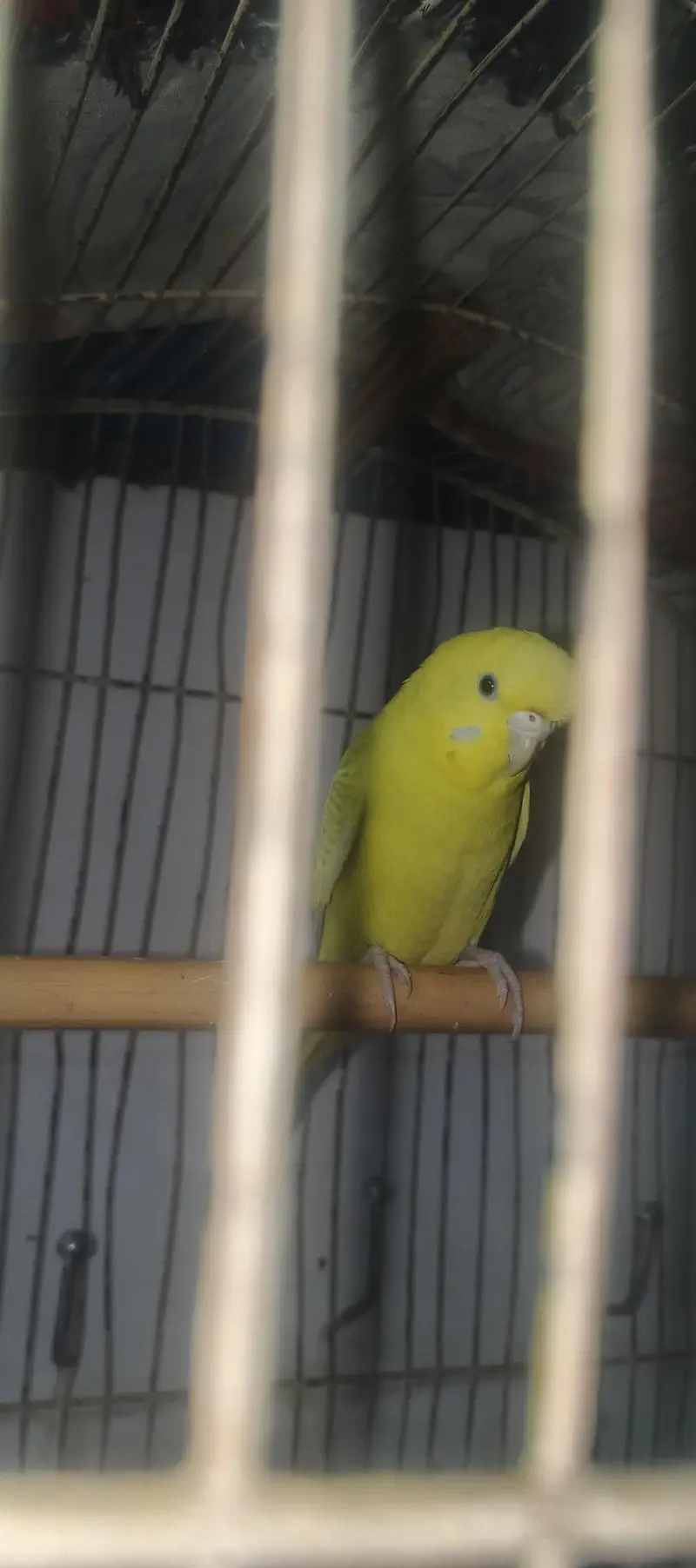 Austlian parrot/ 3 peice — photo 4