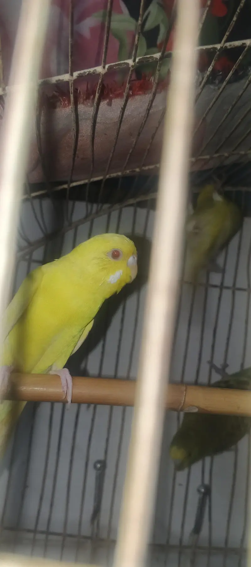 Austlian parrot/ 3 peice — photo 5