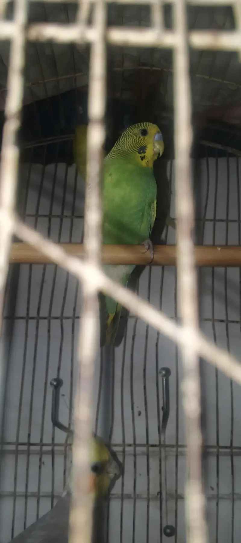 Austlian parrot/ 3 peice — photo 6