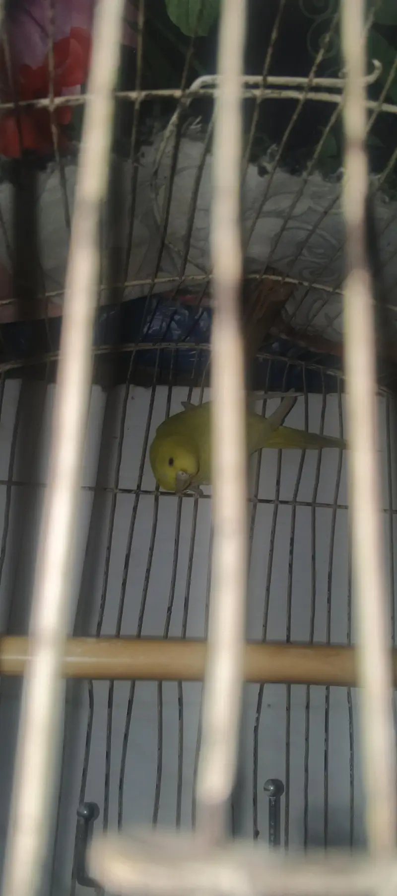 Austlian parrot/ 3 peice — photo 7
