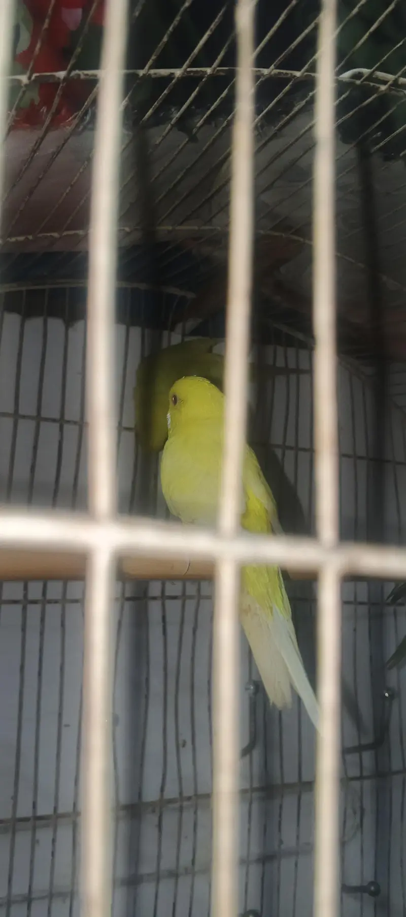Austlian parrot/ 3 peice — photo 8