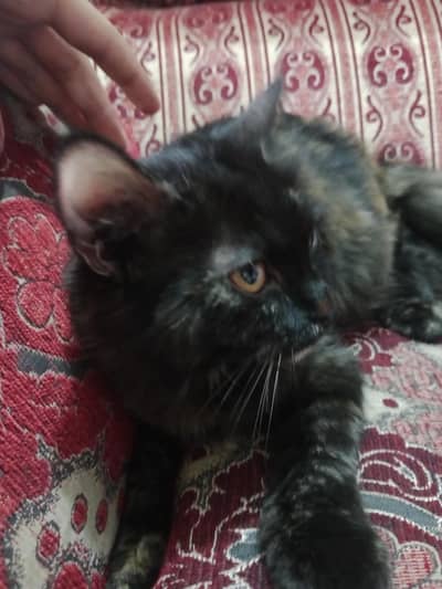 Cats for sale whats app 03215273001