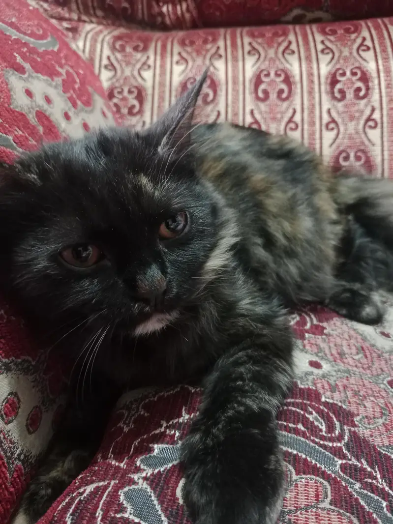 Cats for sale whats app 03215273001 — photo 2