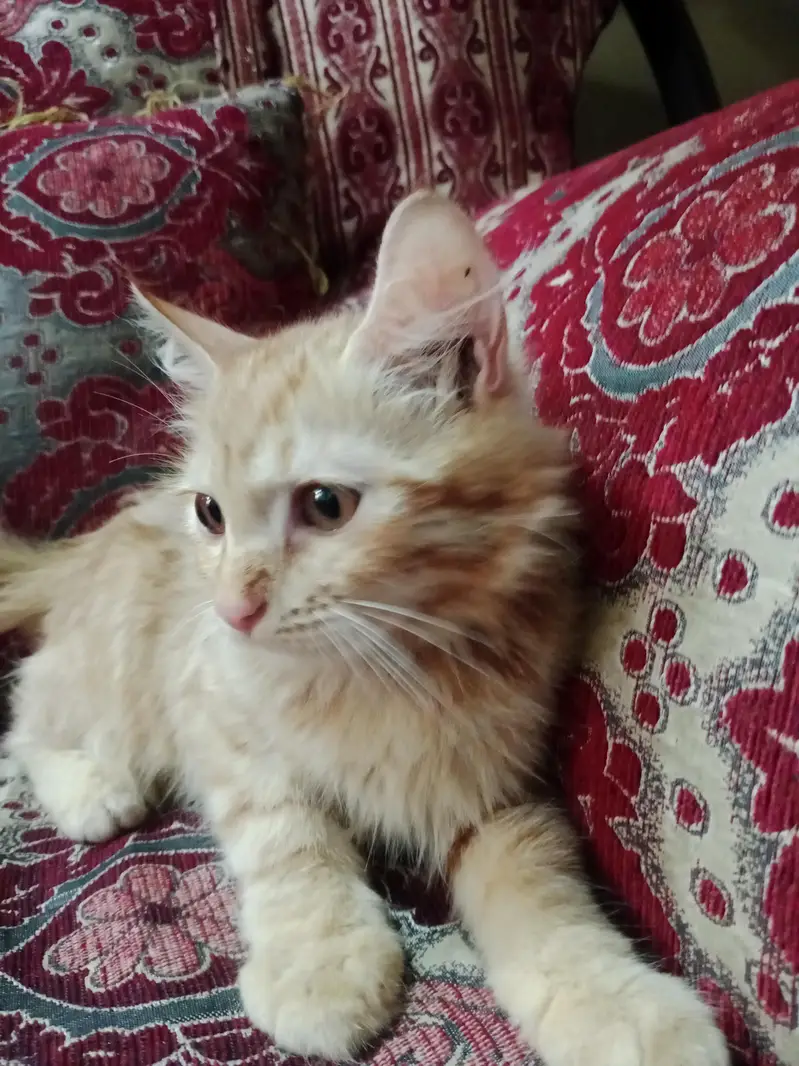 Cats for sale whats app 03215273001 — photo 3