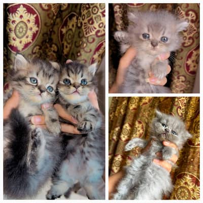 `4 Male 1.5 Month Triple Coat Persian Kittens Blue Eyes