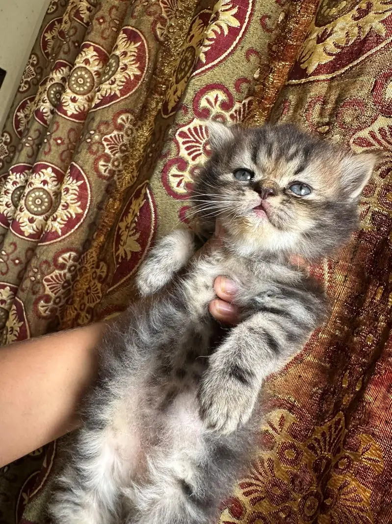 `4 Male 1.5 Month Triple Coat Persian Kittens Blue Eyes — photo 2