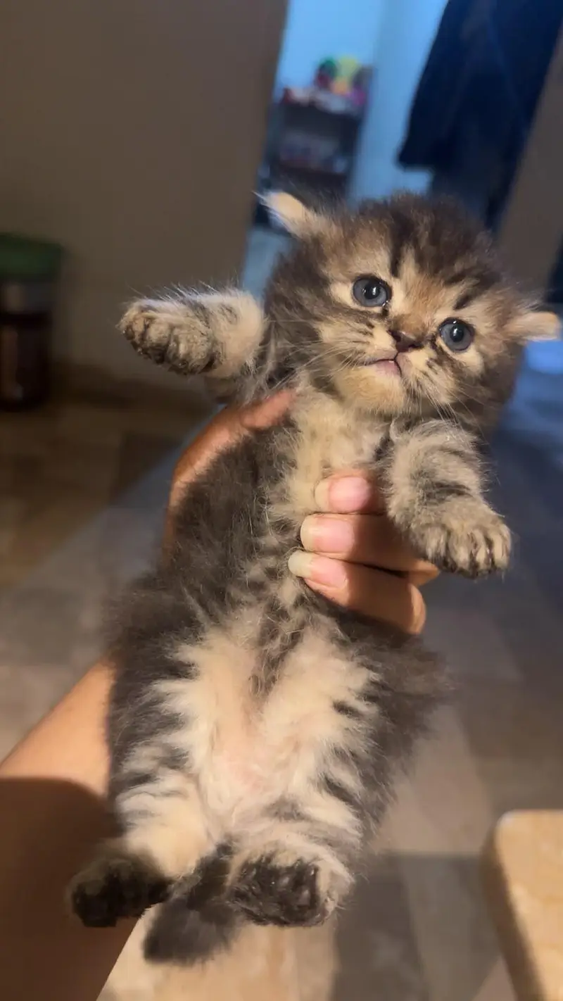 `4 Male 1.5 Month Triple Coat Persian Kittens Blue Eyes — photo 3