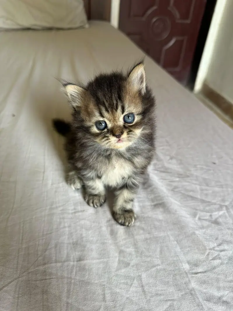`4 Male 1.5 Month Triple Coat Persian Kittens Blue Eyes — photo 4