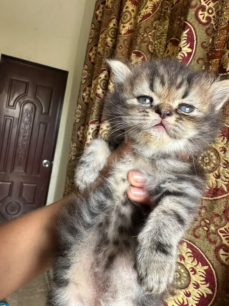 `4 Male 1.5 Month Triple Coat Persian Kittens Blue Eyes — photo 5