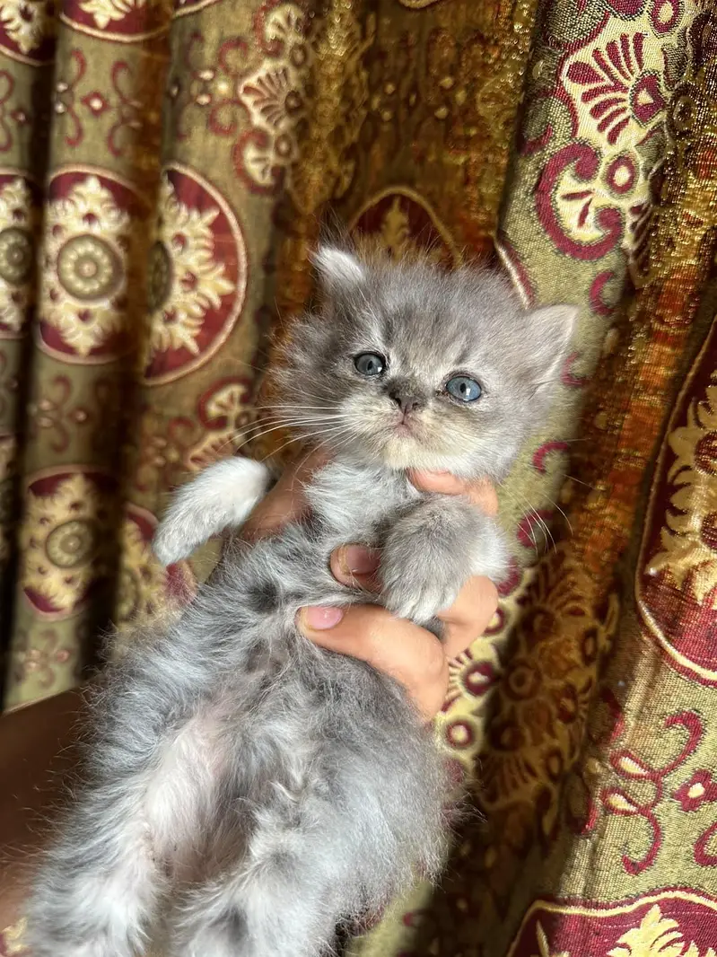 `4 Male 1.5 Month Triple Coat Persian Kittens Blue Eyes — photo 6