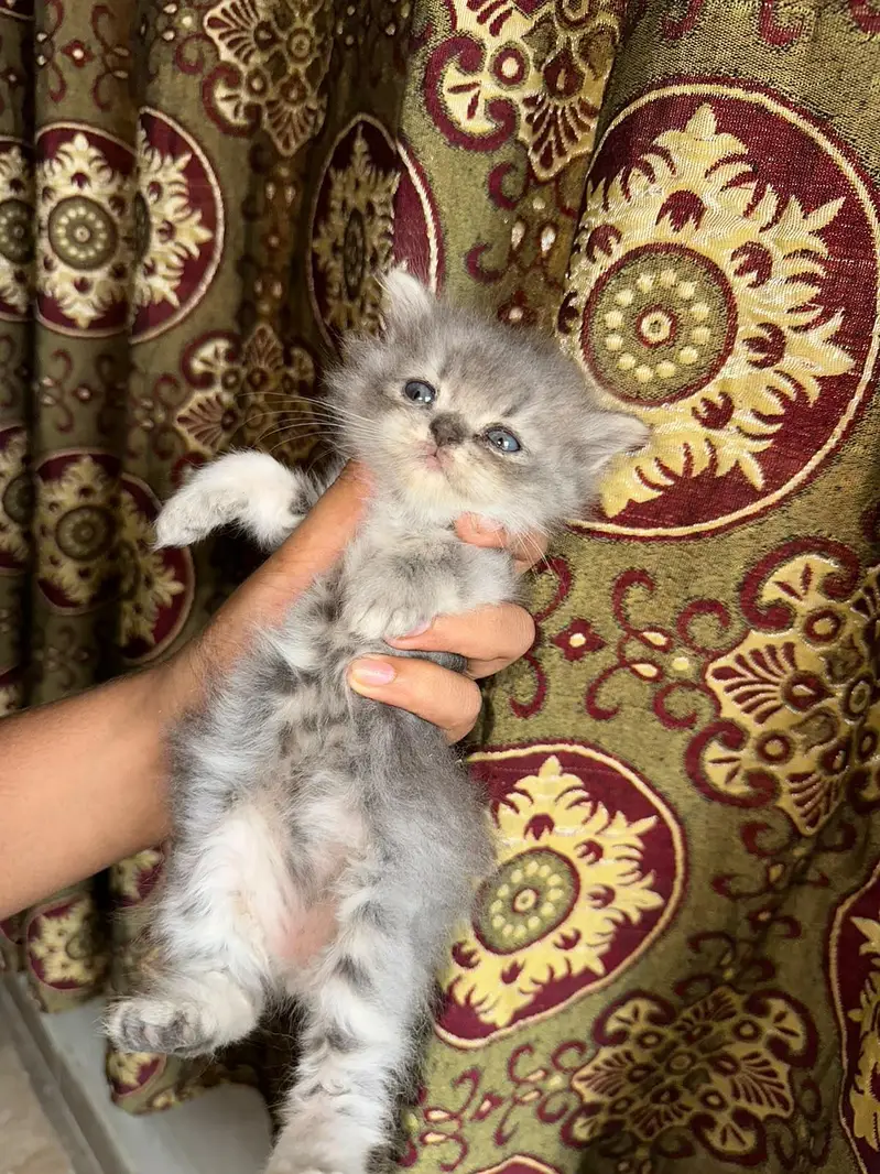 `4 Male 1.5 Month Triple Coat Persian Kittens Blue Eyes — photo 7