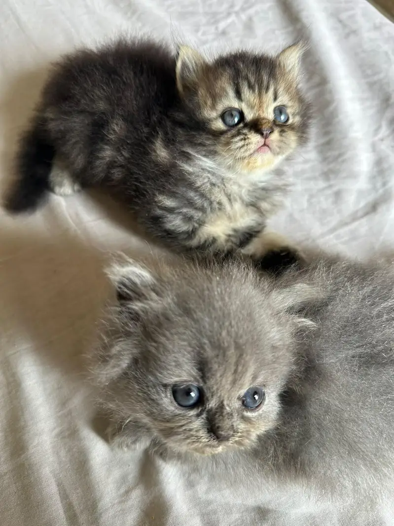`4 Male 1.5 Month Triple Coat Persian Kittens Blue Eyes — photo 8