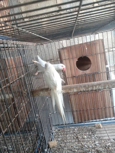white RinGneCk Breeder Pair with history