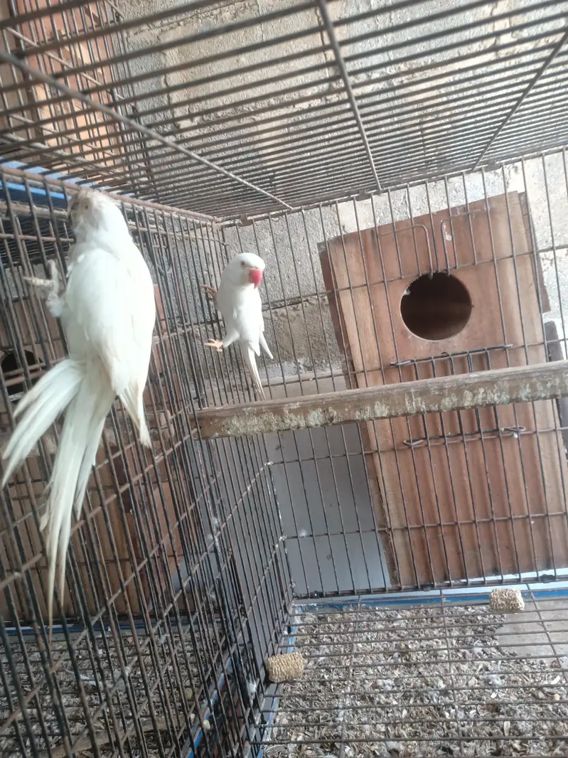 white RinGneCk Breeder Pair with history — photo 4