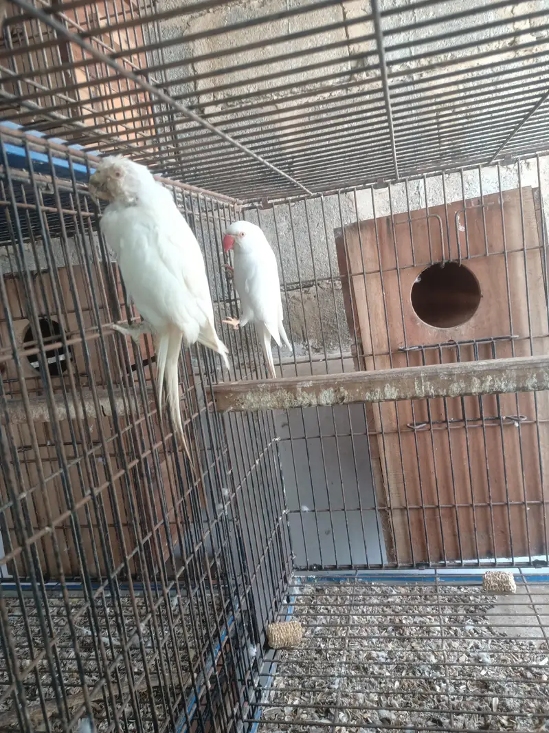 white RinGneCk Breeder Pair with history — photo 5