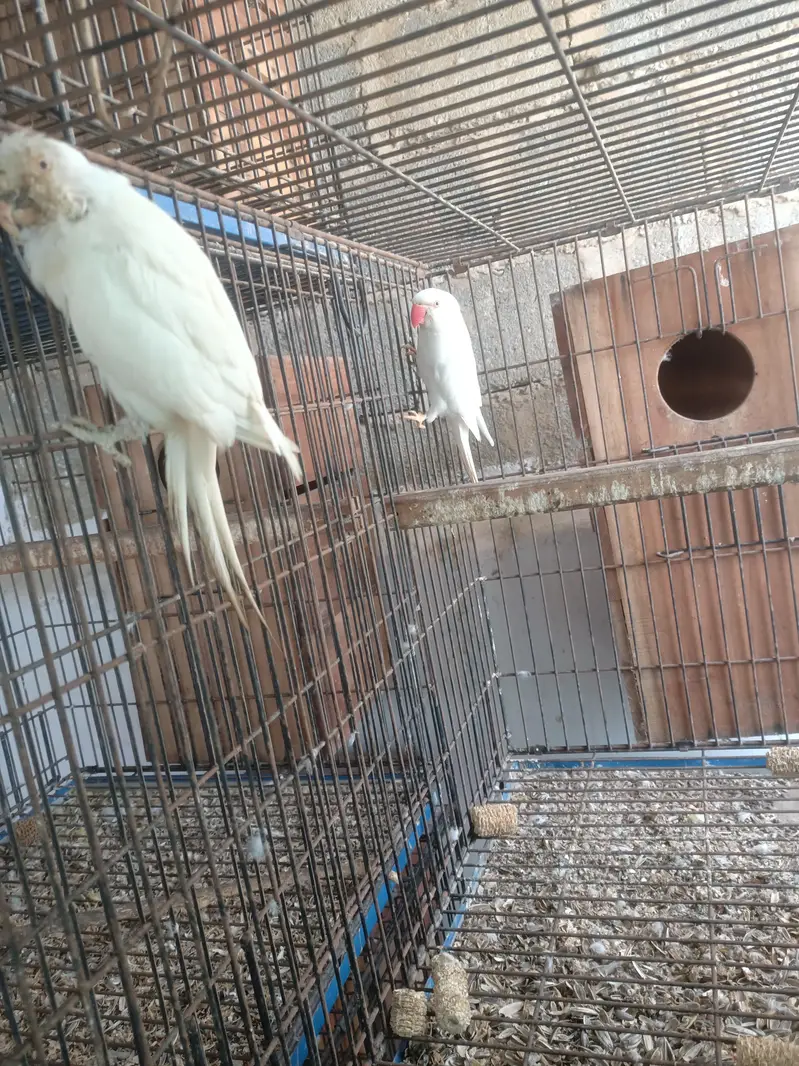 white RinGneCk Breeder Pair with history — photo 6