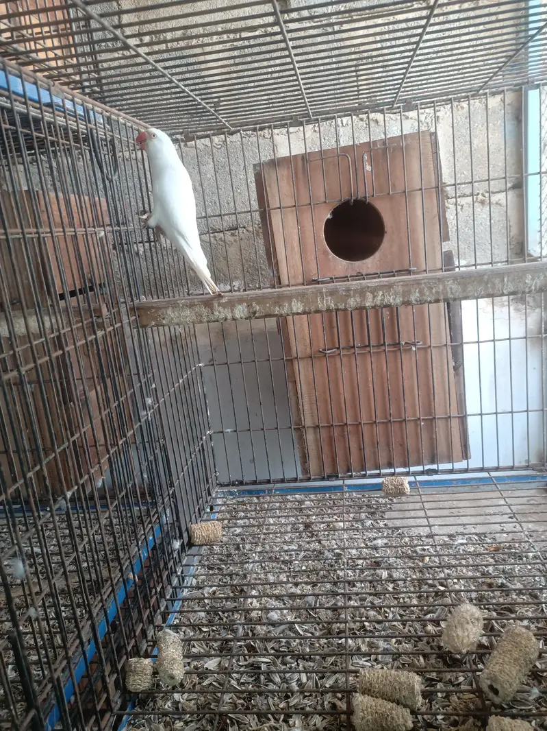 white RinGneCk Breeder Pair with history — photo 7