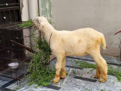 Mundra bakra kids