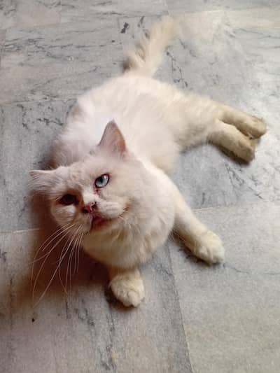 Persian cat whts app number 03485770400