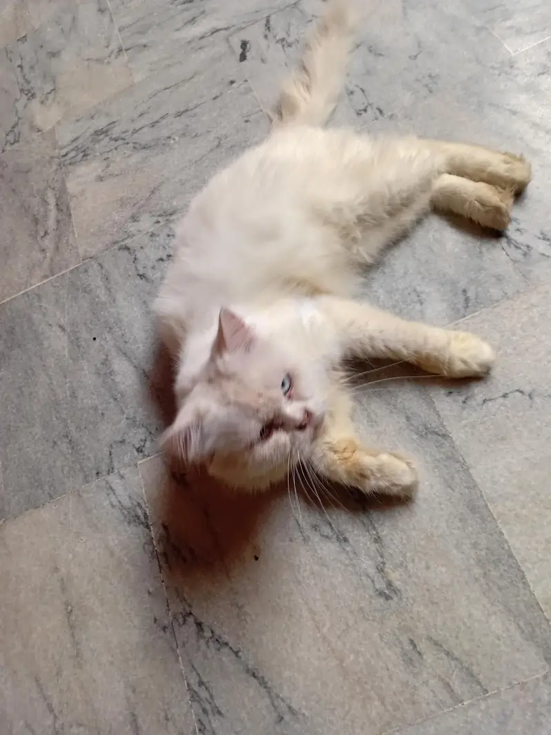 Persian cat whts app number 03485770400 — photo 2