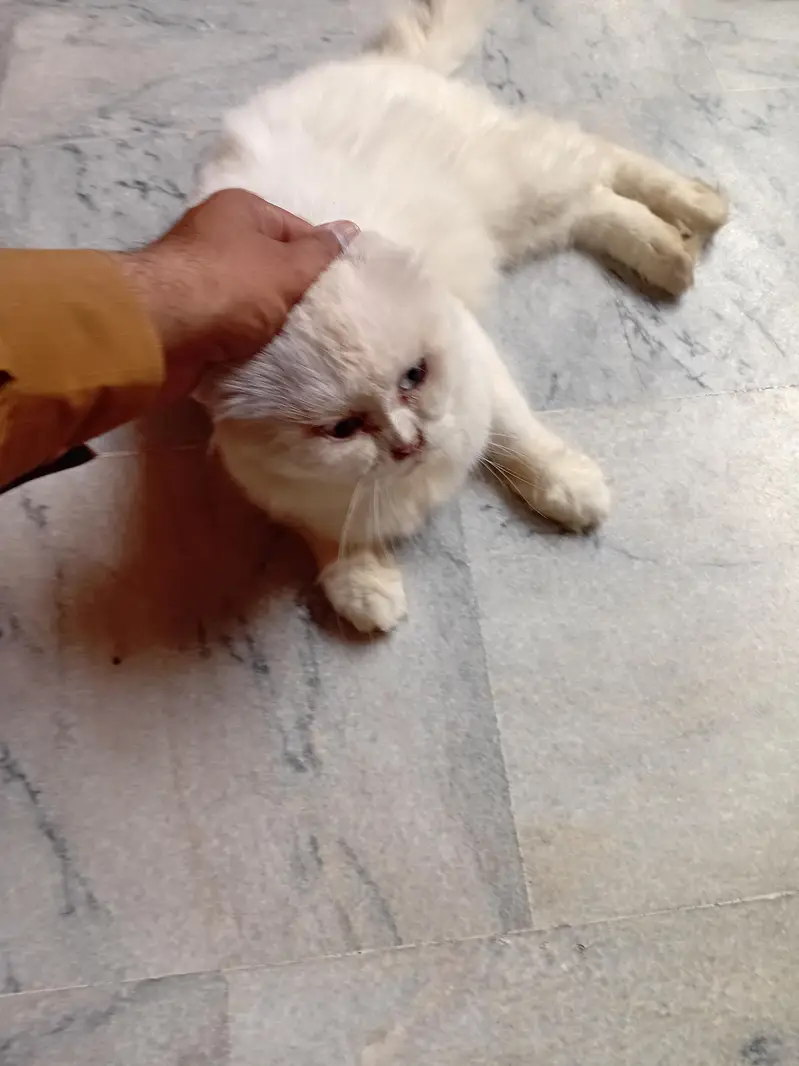 Persian cat whts app number 03485770400 — photo 3