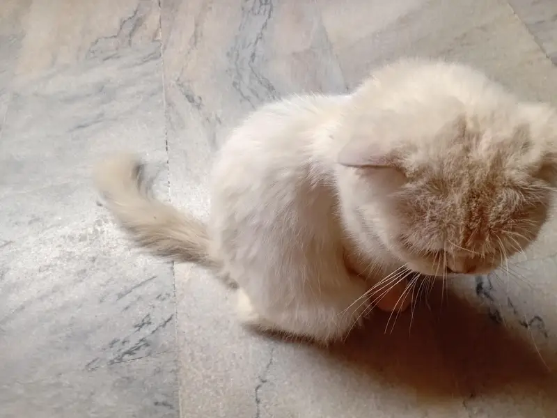Persian cat whts app number 03485770400 — photo 4