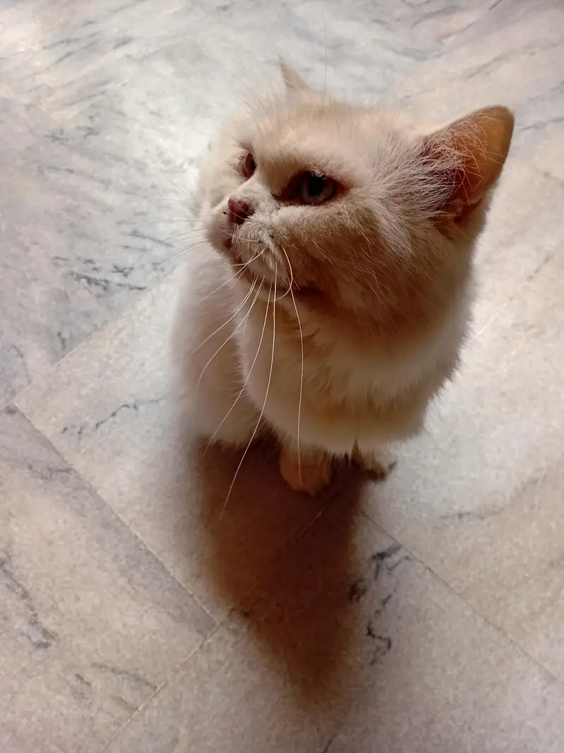 Persian cat whts app number 03485770400 — photo 5