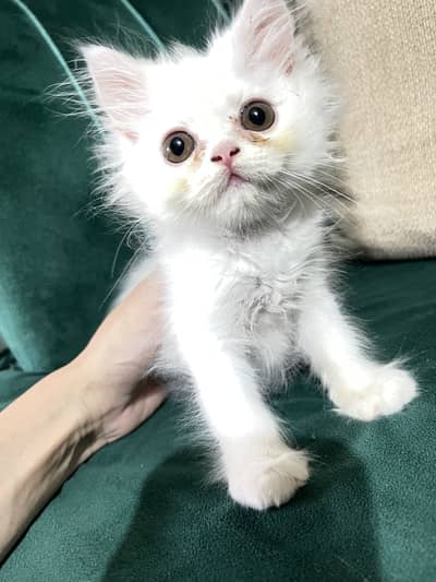 X punch Persian kitten for urgent sale