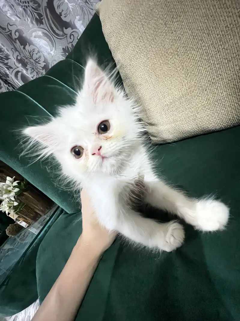 X punch Persian kitten for urgent sale — photo 2