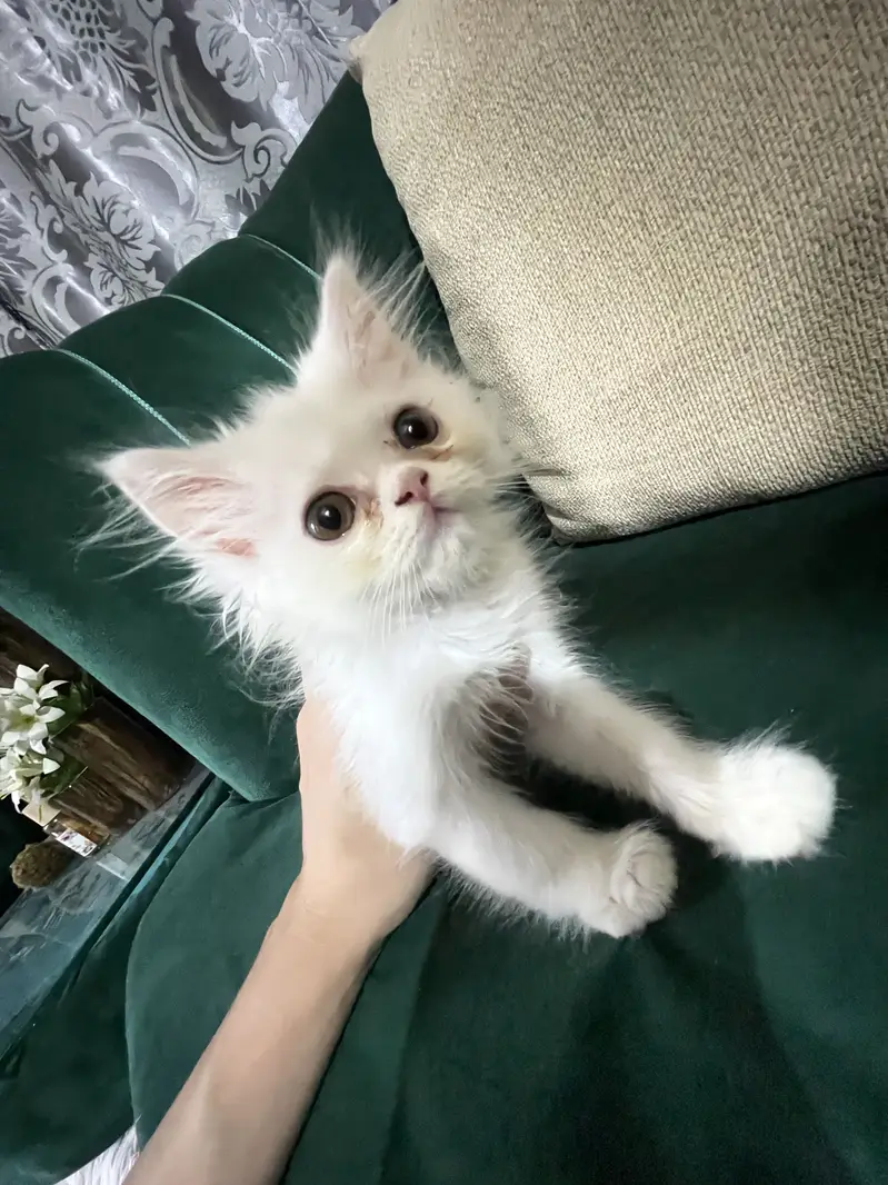 X punch Persian kitten for urgent sale — photo 3