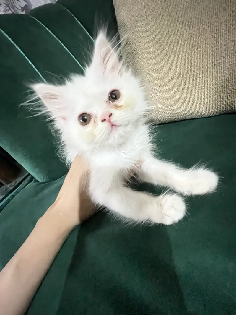 X punch Persian kitten for urgent sale — photo 4