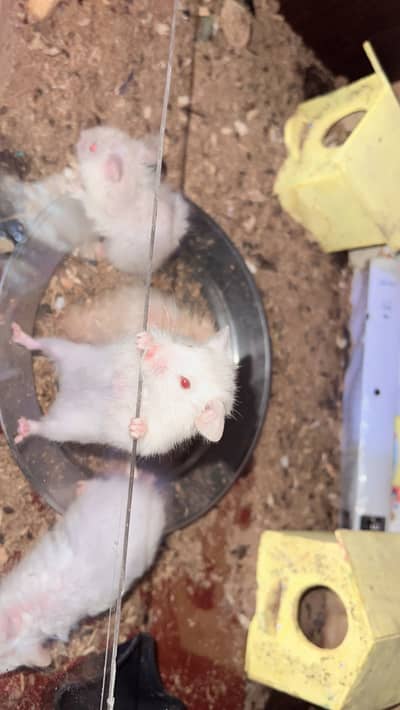 syerian hamster tripple cotted
