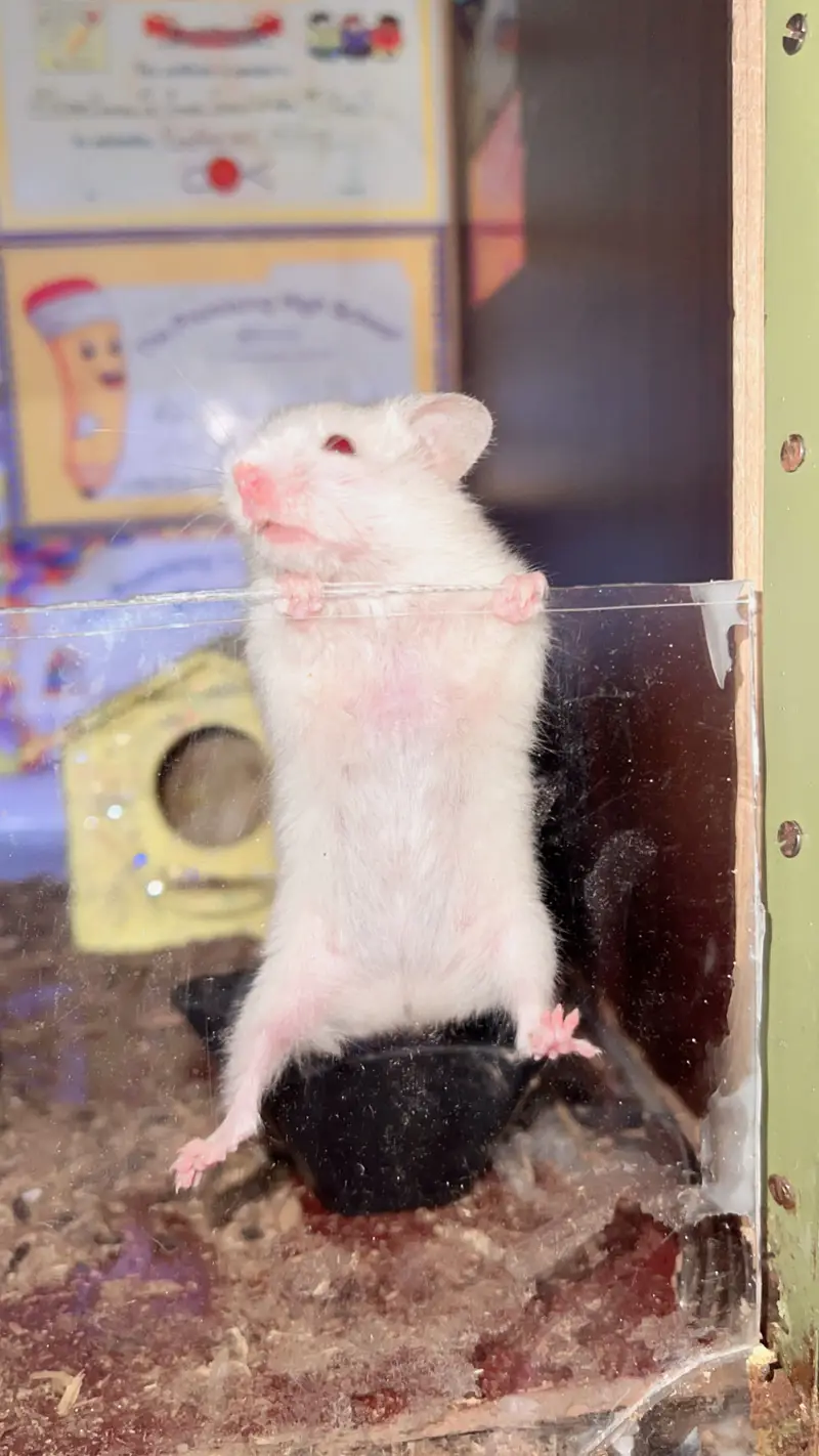syerian hamster tripple cotted — photo 2