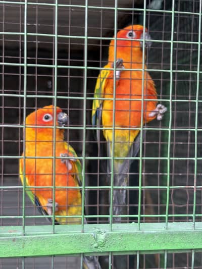 Sunconure  Rare Breeder Pair for sale