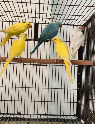 yellow blue white ringneck non dna