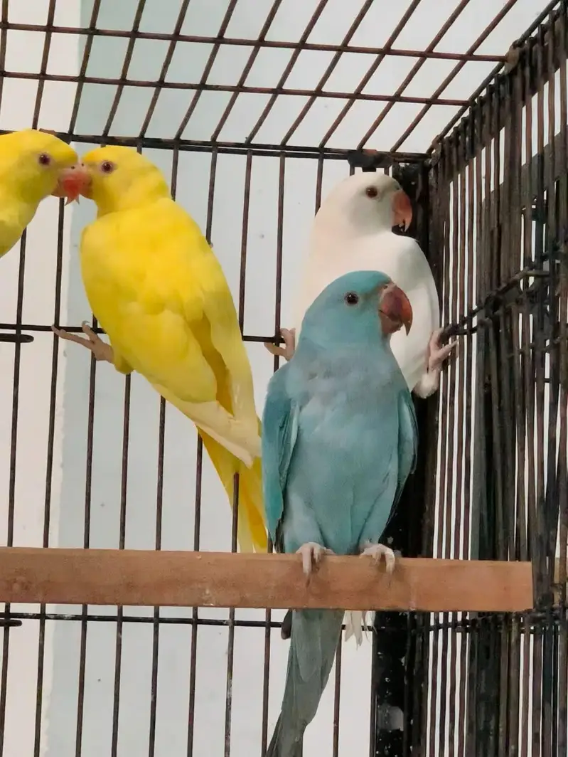 yellow blue white ringneck non dna — photo 2